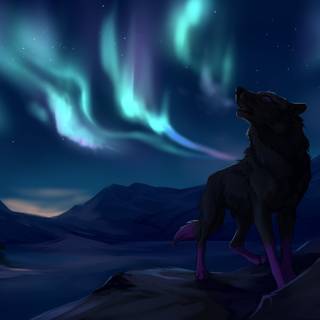 Northern Lights fox wallpaper
