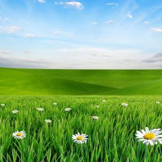 Springtime meadow wallpaper