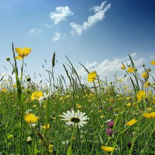 Springtime meadow wallpaper