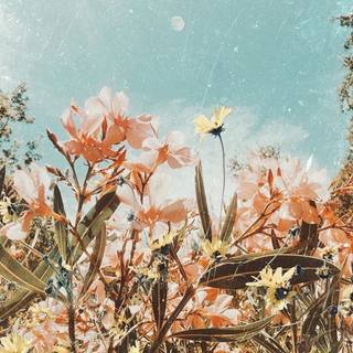 Spring for phone wallpaper