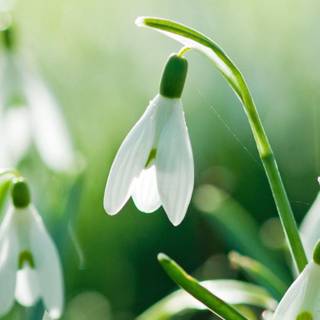 Spring for phone wallpaper