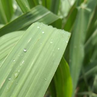 Sugar cane wallpaper