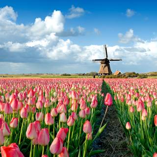 Tulip farm wallpaper