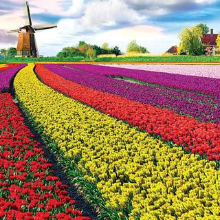 Tulip farm wallpaper