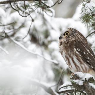 Owls winter wallpaper