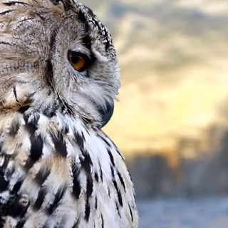 Owls winter wallpaper