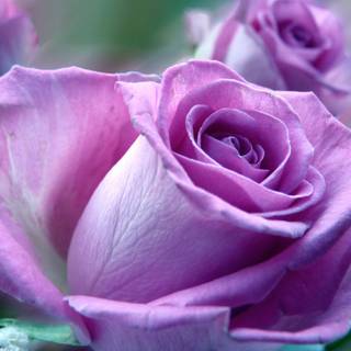 Computer rose HD wallpaper