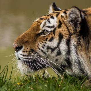 4k animals computer wallpaper