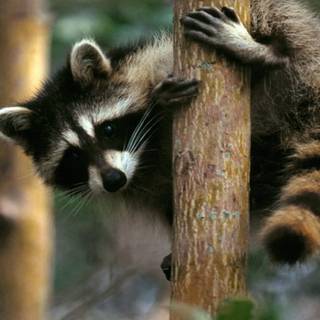 Aesthetic Raccoon wallpaper