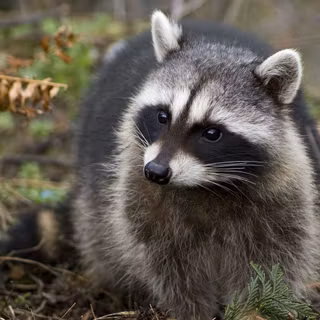 Aesthetic Raccoon wallpaper