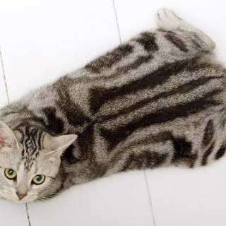 American Shorthair wallpaper