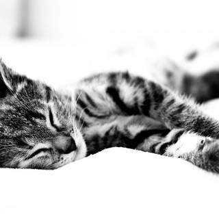 American Shorthair wallpaper