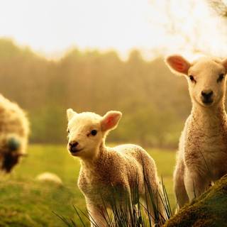 Spring time animals wallpaper