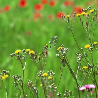 Panoramic spring wallpaper