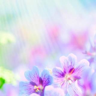 Mobile spring wallpaper