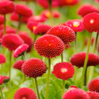 Spring Android wallpaper