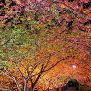 Spring Android wallpaper