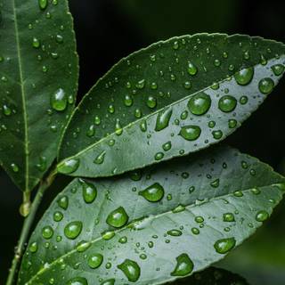 Leaves with water drops HD wallpaper