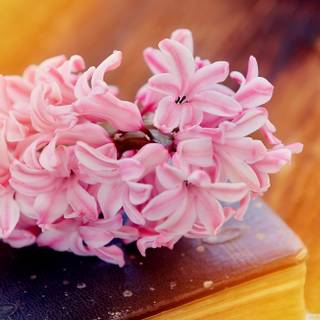 Book spring wallpaper