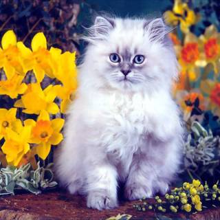 Kittens spring wallpaper