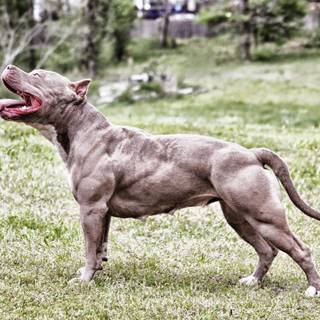 Muscular dogs wallpaper