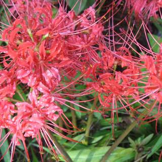 Yellow Spider Lily wallpaper