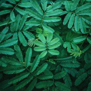 Blue green pattern leaf 4k HD wallpaper