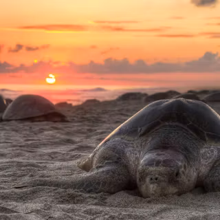 Turtle beach wallpaper