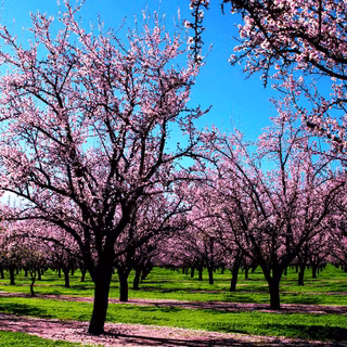 I smell spring wallpaper