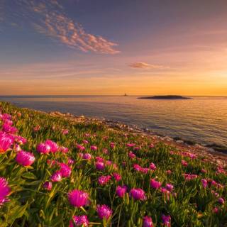 Summer flowers sunsets wallpaper