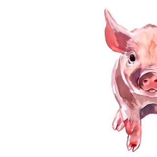 Piggy cute wallpaper