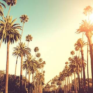 Los Angeles spring wallpaper