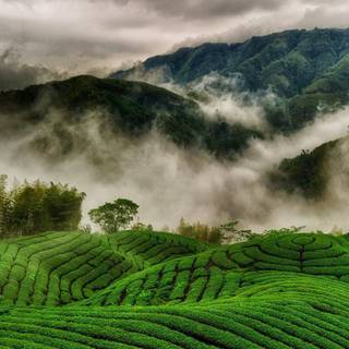 Tea estate wallpaper