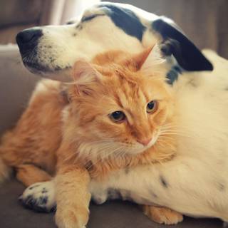 Summer cats and dogs wallpaper