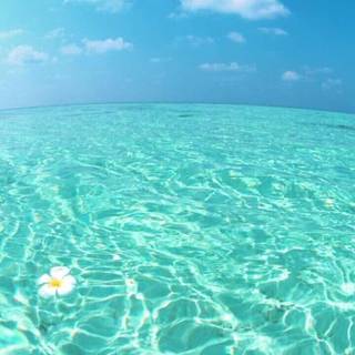 Phone aesthetic summer wallpaper