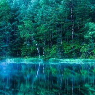 iPhone green nature HD wallpaper