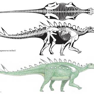 Stegosaurus wallpaper