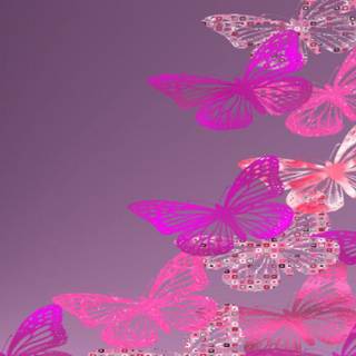 Pink butterfly desktop wallpaper