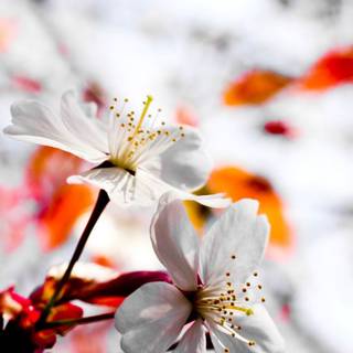 Spring mobile wallpaper