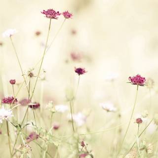 Organic flower wallpaper