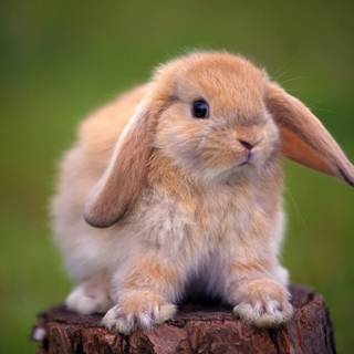 Funny bunny wallpaper