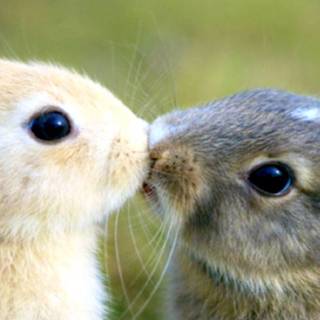 Funny bunny wallpaper