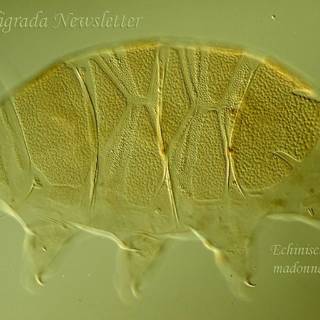 Tardigrade wallpaper