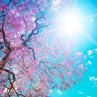 Spring trees HD wallpaper
