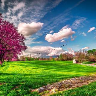 Spring trees HD wallpaper