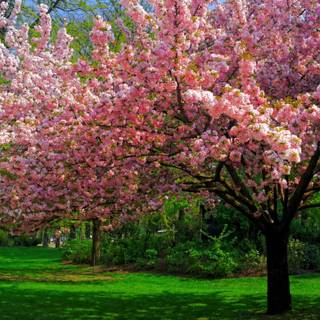 Spring trees HD wallpaper