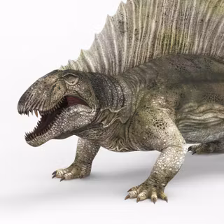 Dimetrodon wallpaper