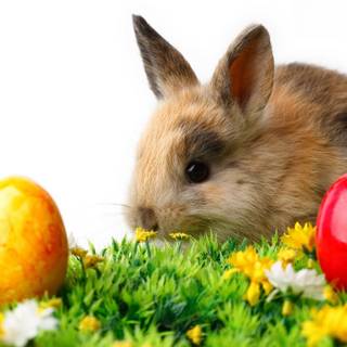 Bunnies with Easter eggs wallpaper