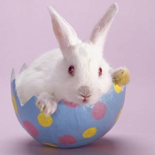 Bunnies with Easter eggs wallpaper