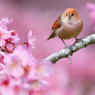 Spring time birds wallpaper